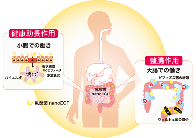 乳酸菌nanoECFの小腸・大腸での作用