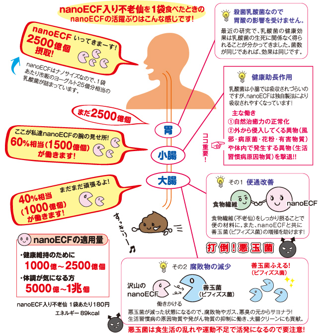 乳酸菌nanoECFの小腸・大腸での働きぶり